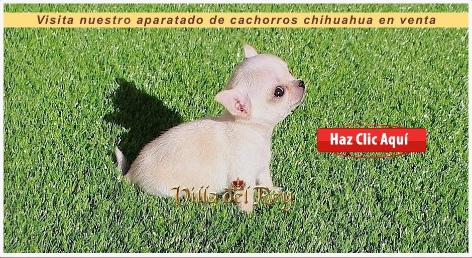 Chihuahuas en Burgos